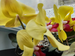 Anunt BARBATI în Suceava - Bună  [1]. 