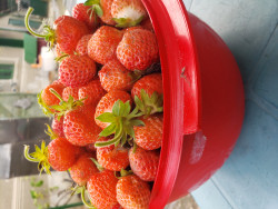 Anunt CUPLURI LIBERALE în Timișoara - Prietenie [1]. 